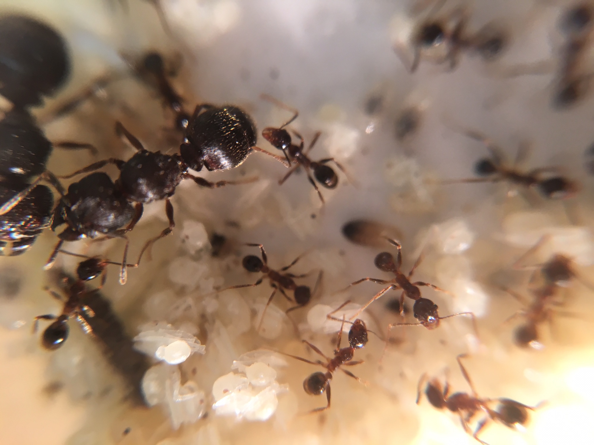 Pheidole flaveria （オオズアリ系） 女王アリ多数のコロニー