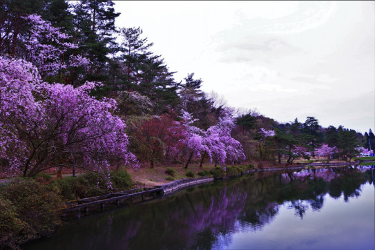 悠久山公園 枝垂桜が見頃です N N Tak Pic S