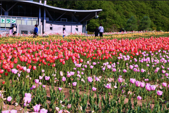 国営越後丘陵公園 チューリップに染まる N N Tak Pic S