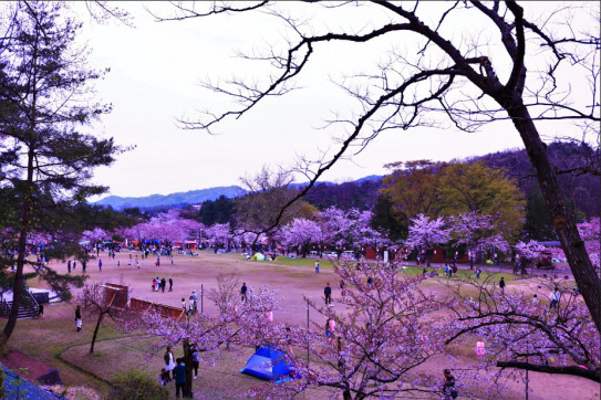 悠久山公園 枝垂桜が見頃です N N Tak Pic S