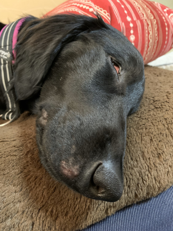 ペット保険とおでき The Foot Of Mt Dog