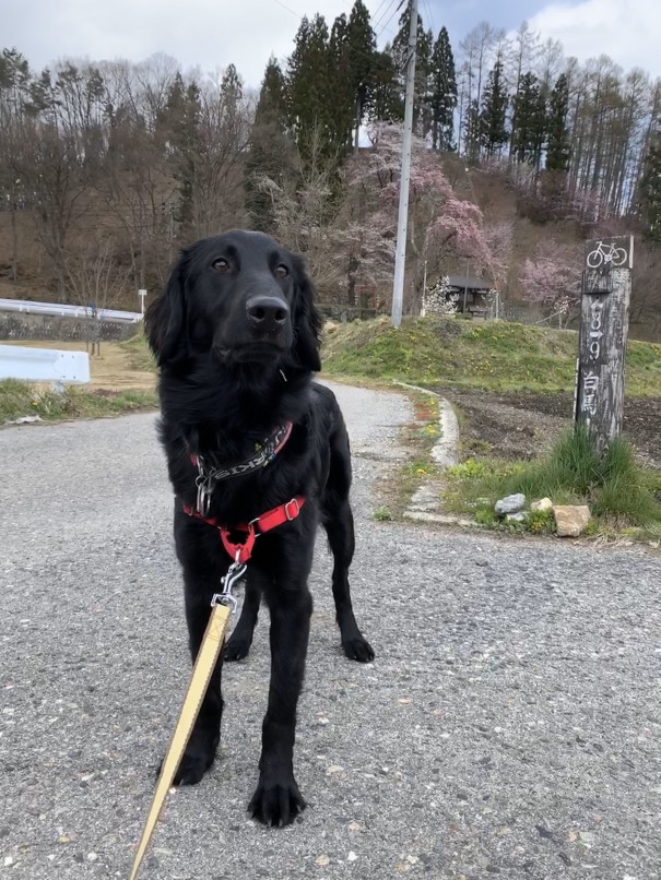 休館につきお休み The Foot Of Mt Dog 休館につきお休み The Foot Of Mt Dog