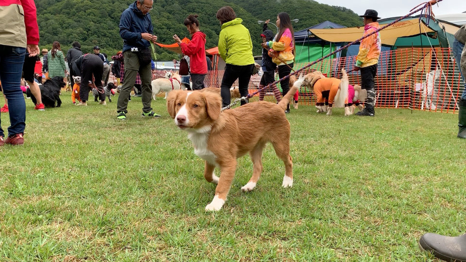 わんわん運動会19秋 The Foot Of Mt Dog