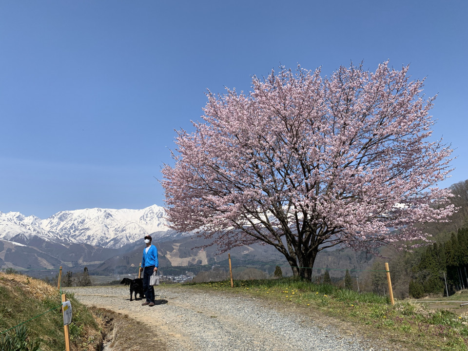 野平の一本桜 The Foot Of Mt Dog