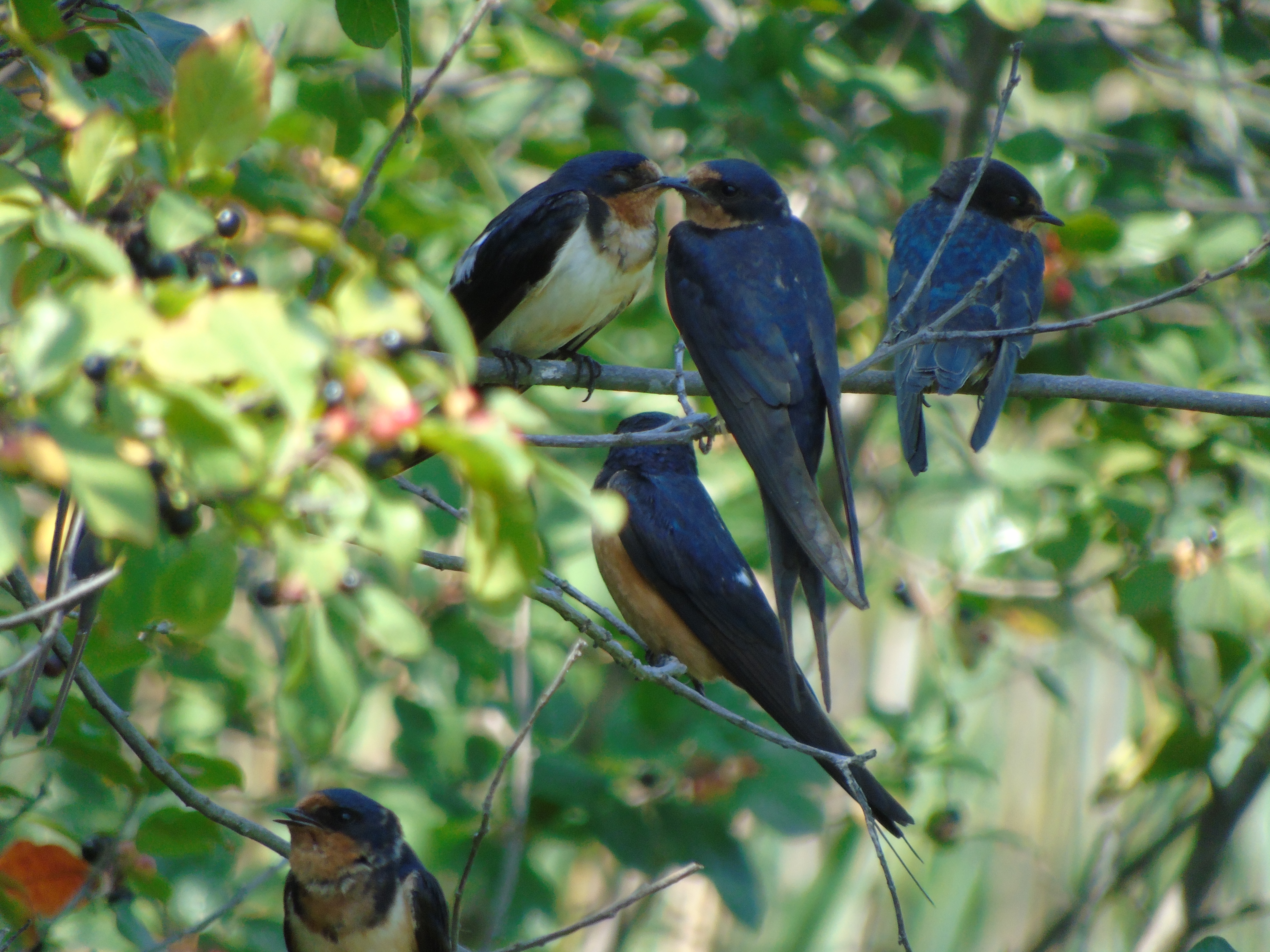 94a458ea446245918490ce3d4359c5