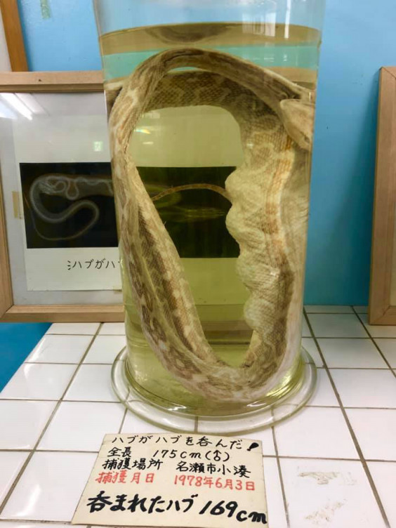 奄美大島ヨット旅の記録 矢口あやはの仕事と日記