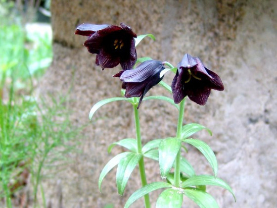 クロユリ 黒百合 Fritillaria Camtschatcensis 茉莉花garden 花アルバム