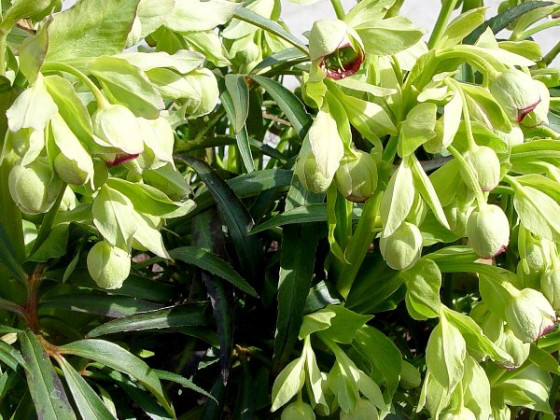 クリスマスローズ フェチダス H Foetidas 茉莉花garden 花アルバム