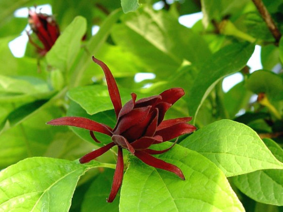 クロバナロウバイ 黒花蝋梅 Calycanthus Floridus 茉莉花garden 花アルバム