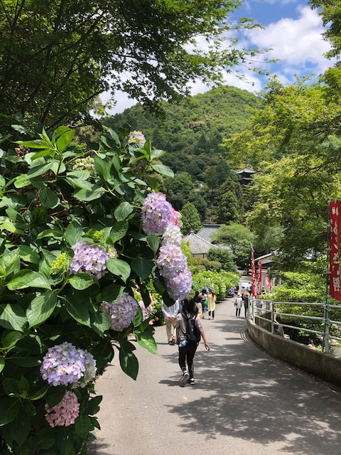 第16回 備前市大滝山西法院 あじさい祭り