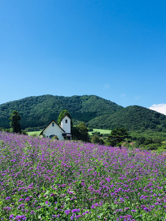 ガーデンのお花畑を散策 K Yms