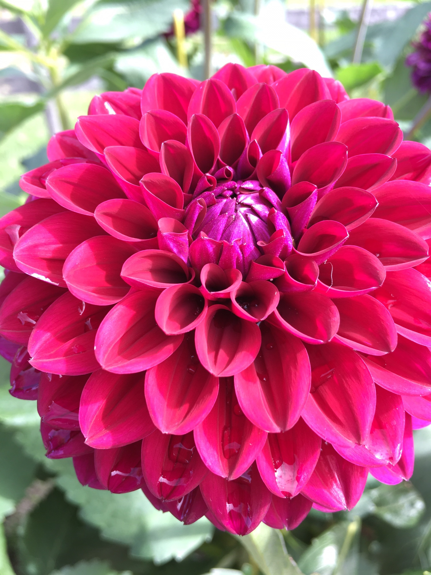 大輪のダリアの花が墨色に圧巻に広がる粋な浴衣です