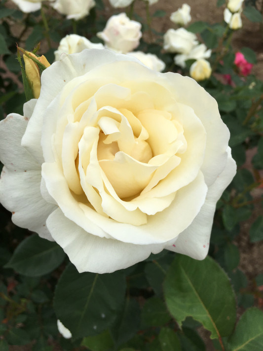 大輪の美しい薔薇 K Yms