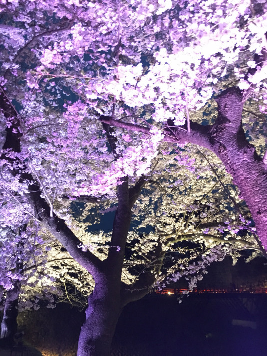 神秘的な夜桜 K Yms