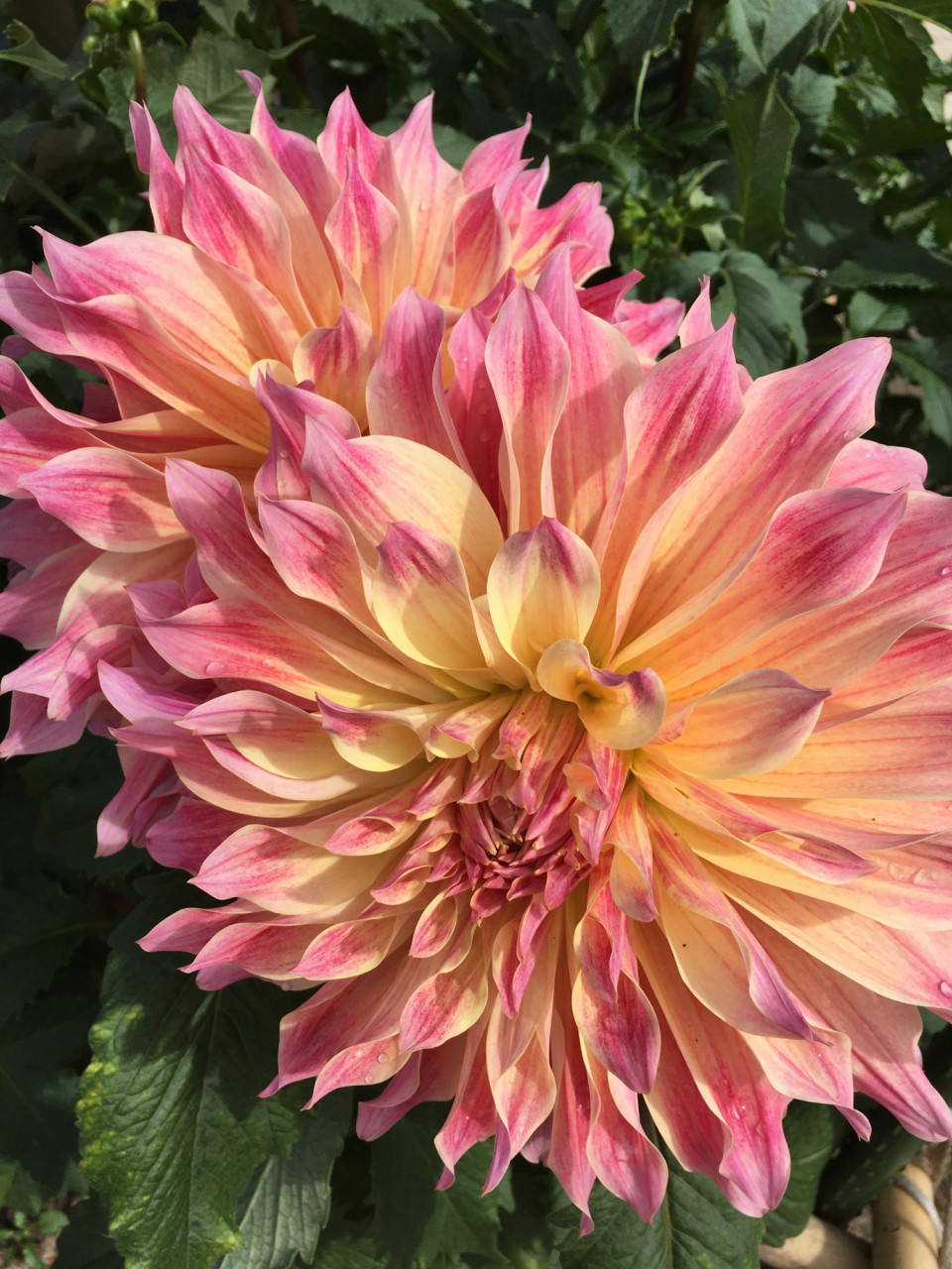 大輪のダリアの花が墨色に圧巻に広がる粋な浴衣です 大輪