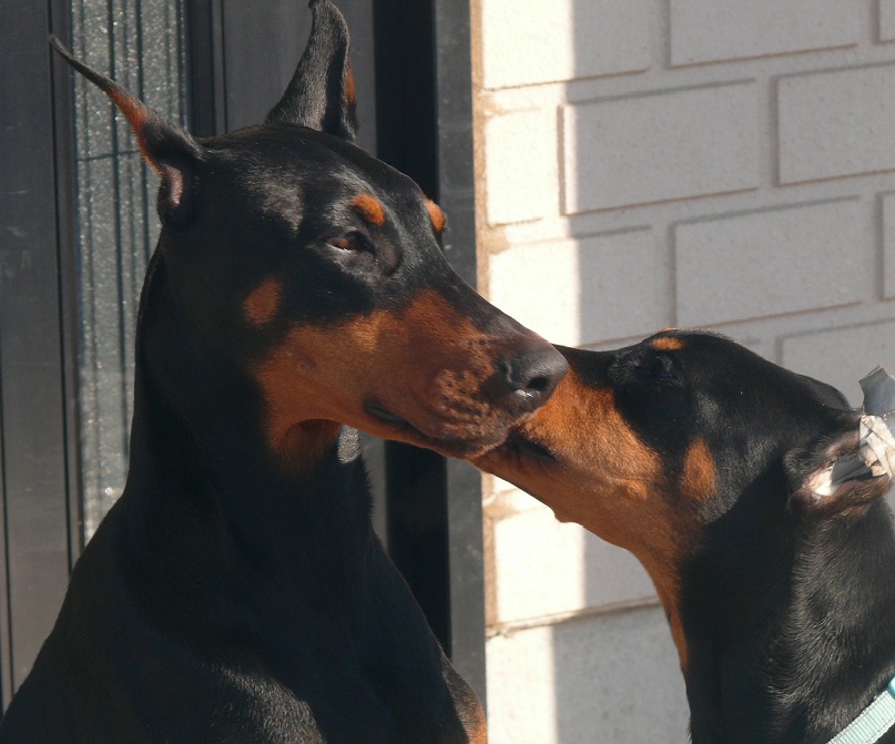 GALLERY WILD RIVER KENNEL