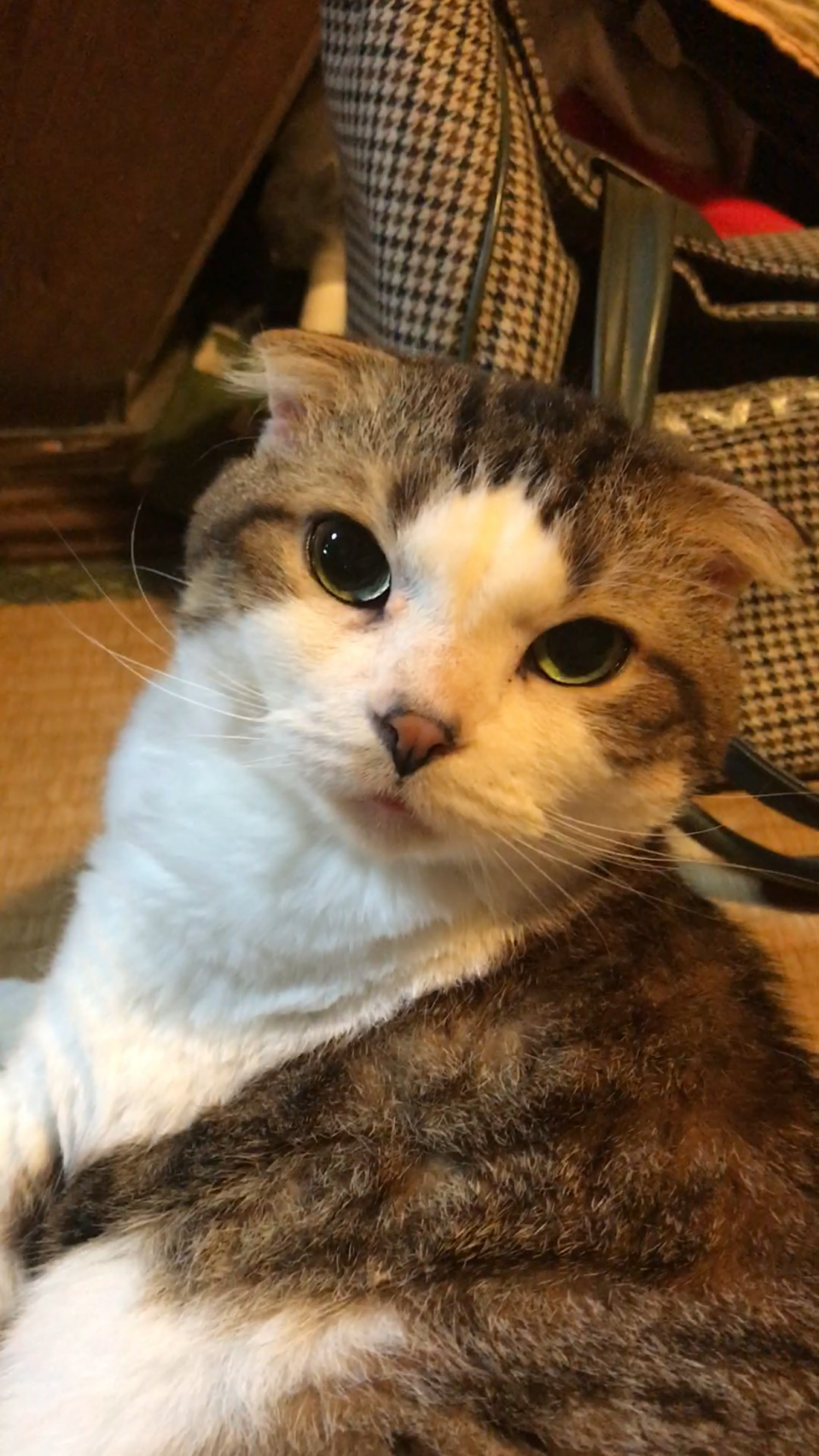 アタック25優勝 中山女子短期大学のwiki風プロフィール 気になる学歴は 飼ってる猫はスコティッシュ 画像あり 奥さんは美人 本人速報 アタック25優勝 中山女子短期大学のwiki風プロフィール 気になる学歴は 飼ってる猫はスコティッシュ 画像あり 奥さんは美人 本人速報
