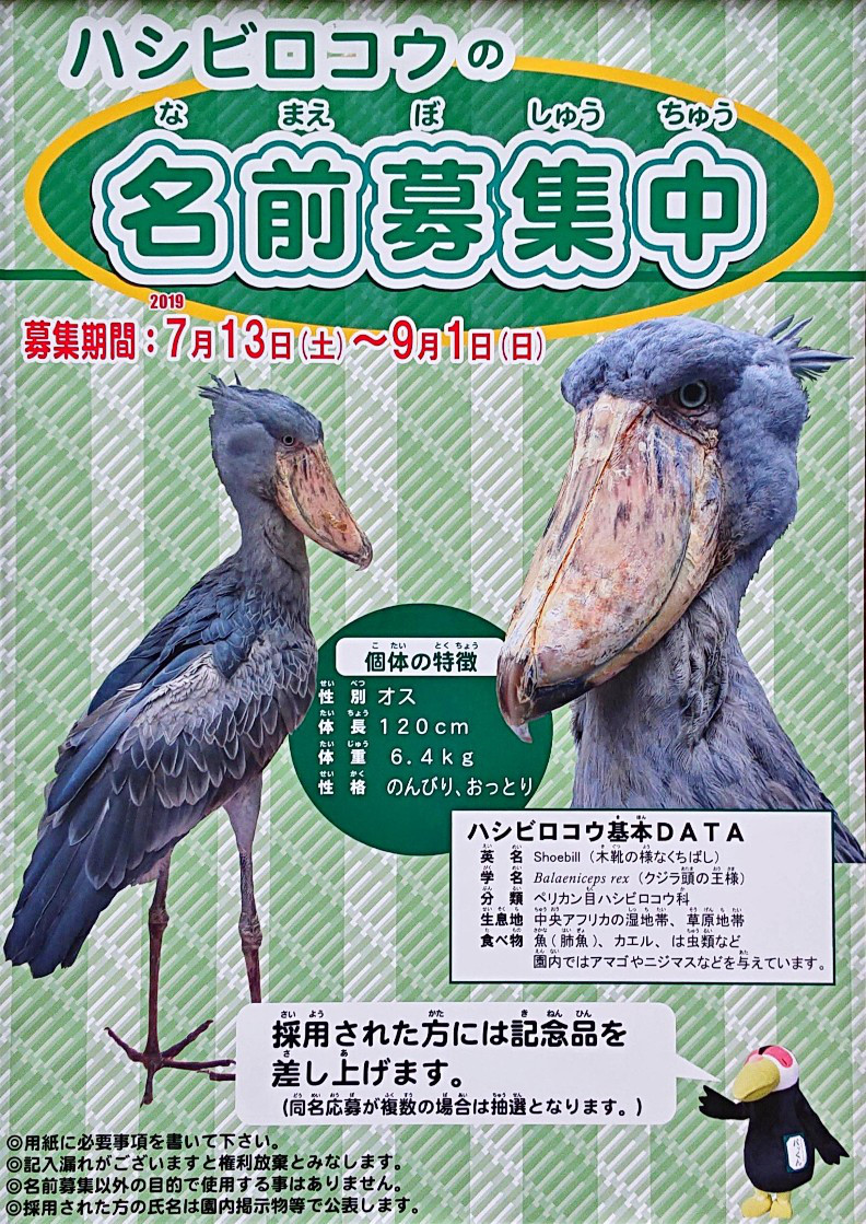 ハシビロコウ は やはり動かなかった のんきーのはらぺこ日記 5杯目 鳥取県で食べます