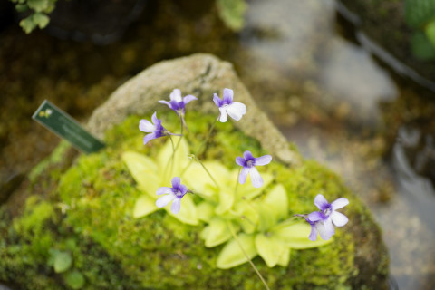 咲くやこの花館 ７ １０ 高山植物１ かめぞうの冒険