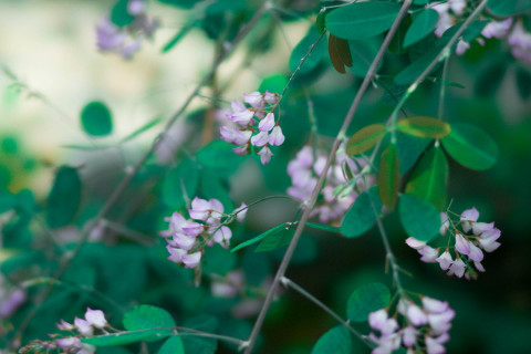 咲くやこの花館 ８ ８ 高山植物 かめぞうの冒険