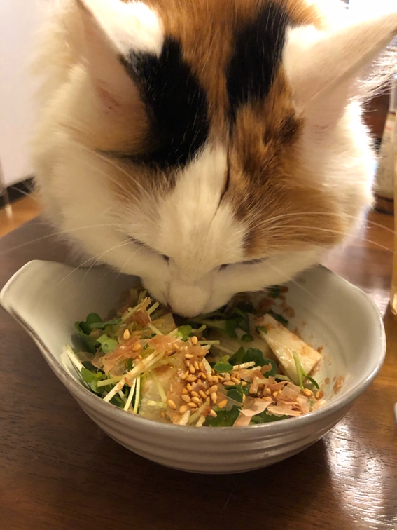 猫は果たしてかいわれ大根を食しても大丈夫なのか Michikaho Rl Website