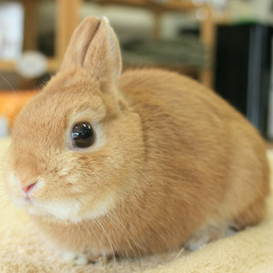 引退したパパママうさぎ うさぎ専門店 Little Pets リトルペッツ 引退したパパママうさぎ うさぎ専門店 Little Pets リトルペッツ