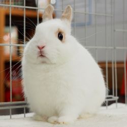 パパママうさぎ | うさぎ専門店 Little Pets （ﾘﾄﾙﾍﾟｯﾂ）