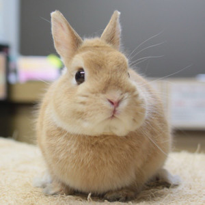 引退したパパママうさぎ うさぎ専門店 Little Pets リトルペッツ 引退したパパママうさぎ うさぎ専門店 Little Pets リトルペッツ