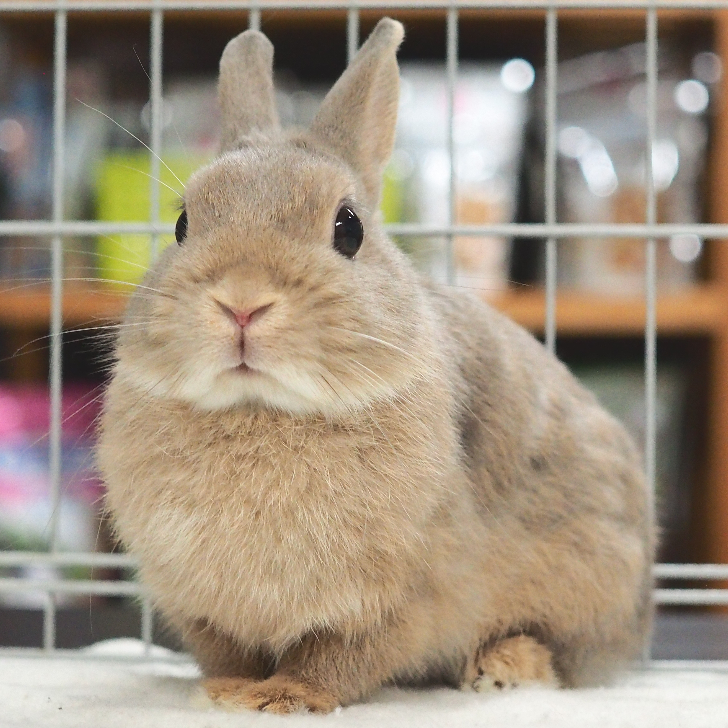 うさぎバレエ✨ レペット パテントレザー　ラウンドトゥ　パンプス　厚底 パパママうさぎ | うさぎ専門店 Little Pets （ﾘﾄﾙﾍﾟｯﾂ）