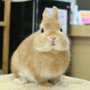 うさぎ専門店 Little Pets リトルペッツ うさぎ専門店 Little Pets リトルペッツ