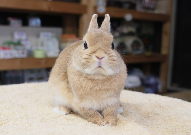 ペットホテル うさぎ専門店 Little Pets ﾘﾄﾙﾍﾟｯﾂ