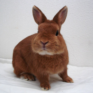 引退したパパママうさぎ うさぎ専門店 Little Pets リトルペッツ 引退したパパママうさぎ うさぎ専門店 Little Pets リトルペッツ