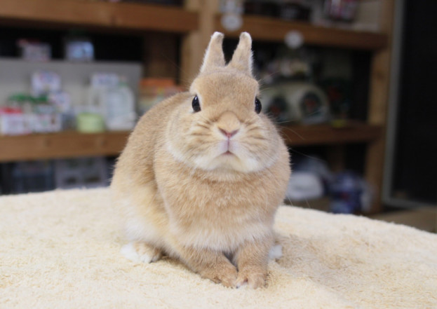 ちびうさぎちゃん♡ベビうさぎ ぐらつく
