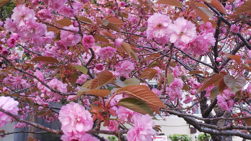 函館公園 桜 はこだでぃ