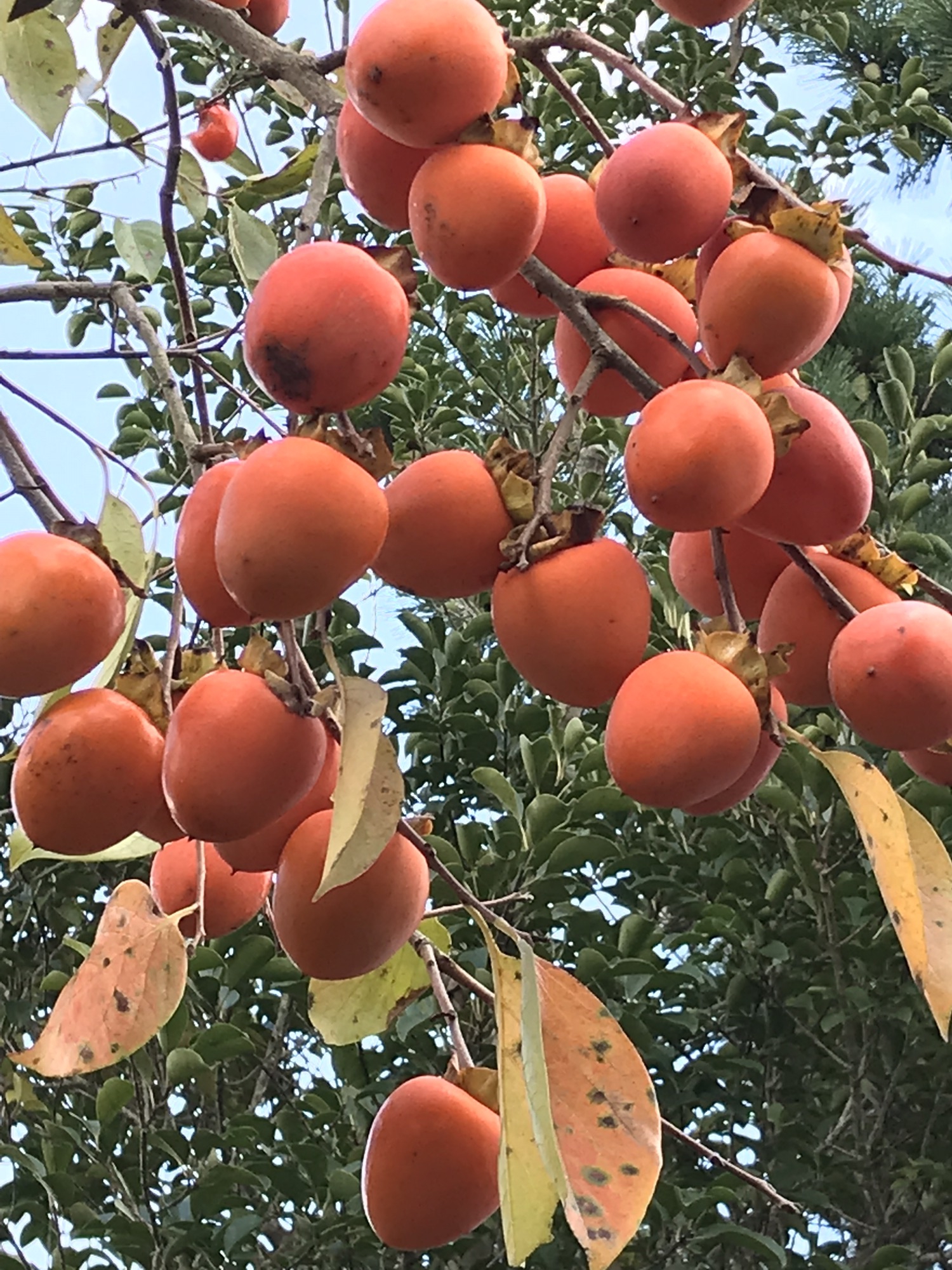 果樹園2 (農作業) | 柿庵 金清 kakian-kanekiyo