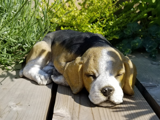 大人しい犬 テドゥール