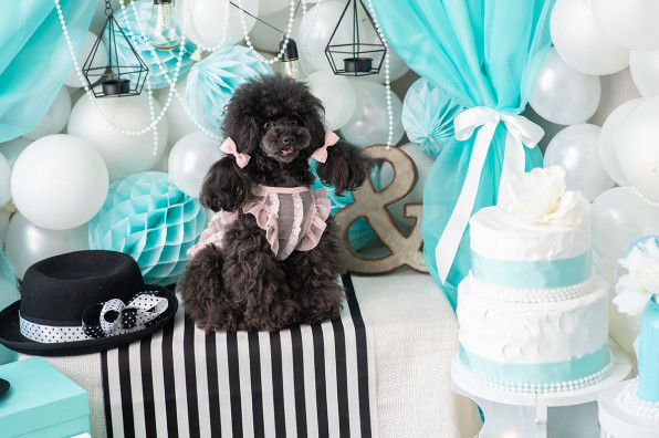 札幌中央区の犬 ドッグセレクトショップ Ange アンジュ