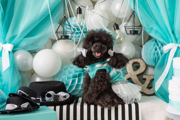 札幌中央区の犬 ドッグセレクトショップ Ange アンジュ