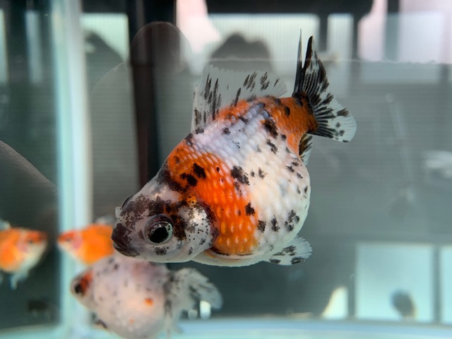盃洗　角福　鯉　魚 協和水産 kyowasuisan