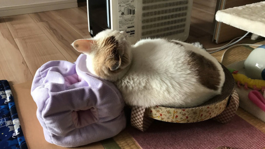 ふじこコレクション7 ふじこの楽しい猫ブログ ふじこコレクション7 ふじこの楽しい猫ブログ