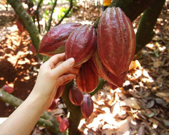カカオ農園が恋しい Kotje Le Chocolat