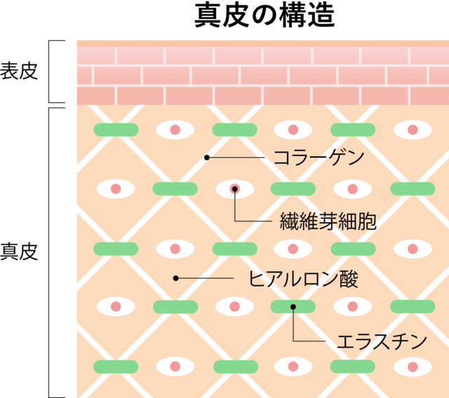 スキンケア講座 肌のしくみ 表皮と真皮の役割 国際美容ライセンス協会