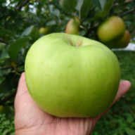 近鉄百貨店 和歌山店 北海道大物産展 Fruit Labo