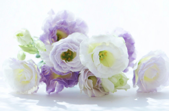 トルコキキョウ Eustoma A K Stitch