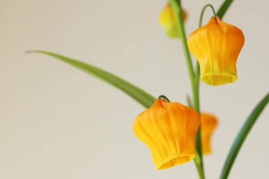 08 13 Thursday サンダーソニア Sandersonia A K Stitch