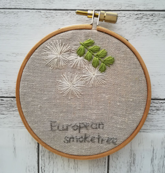 リュウスコチナス European Smoketree A K Stitch