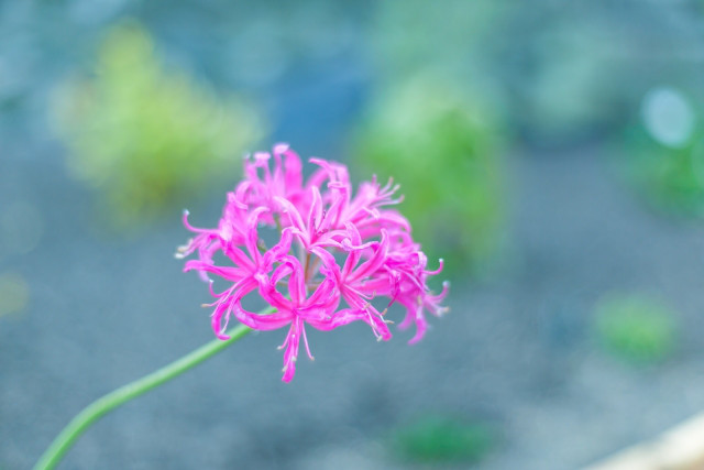 ネリネ Diamond Lily A K Stitch