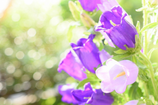 07 28 Tuesday カンパニュラ メディウム Campanula Medium A K Stitch