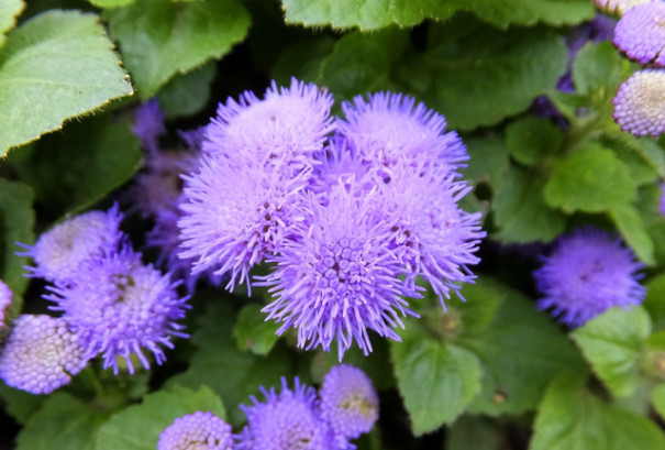 05 17 Sunday アゲラタム Ageratum A K Stitch