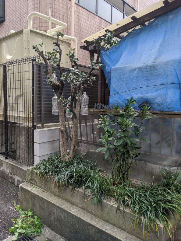 大阪府 東大阪市 剪定 千賀草去園 大阪府 東大阪市 剪定 千賀草去園
